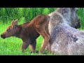 Baby Moose Learning to Walk | Homer, Alaska