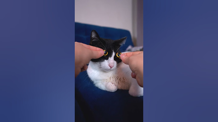 Wir bauen eine NEUE Katze (ACHTUNG: sehr süß) ❤️🐈 #shorts