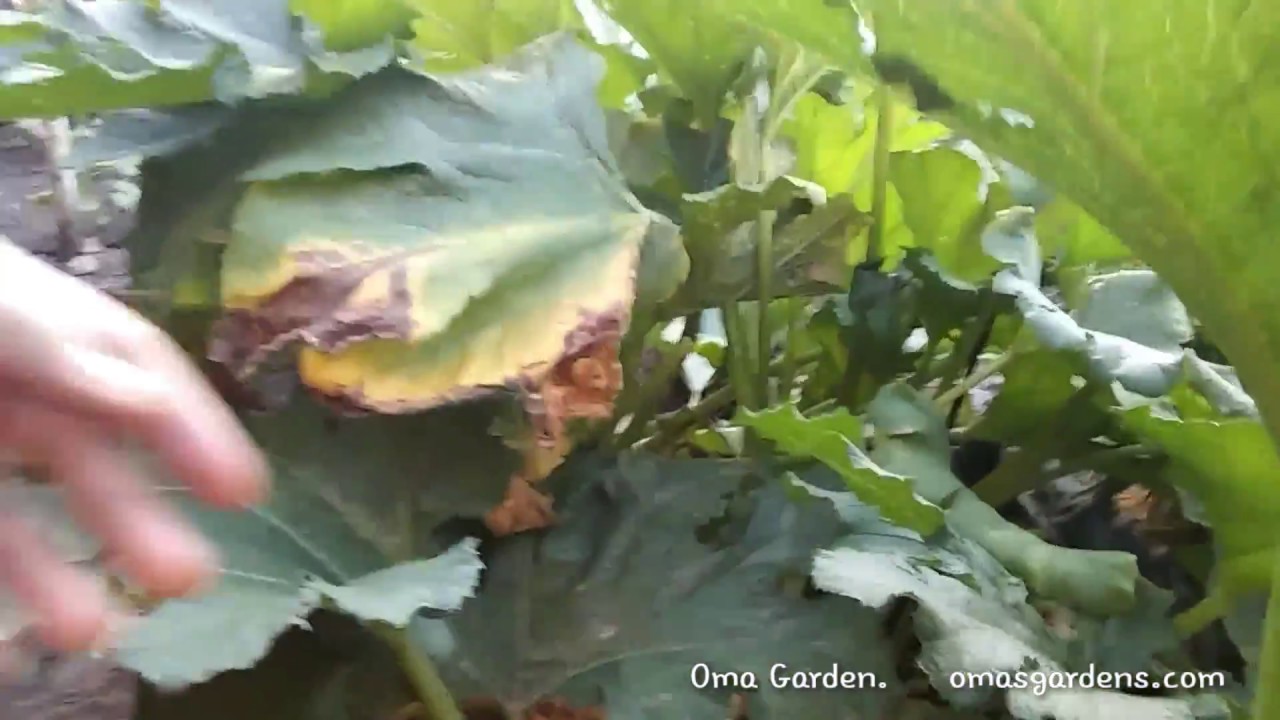 Squash Vine Borer YouTube