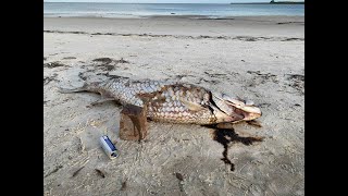 Tampa closes beaches to remove tons of dead fish