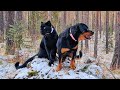 🤪 Crazy games with leopard and rottweiler / Panther Luna hunts the birds and Venza harvests firewood