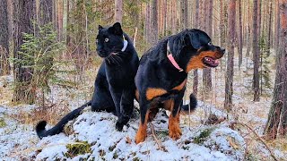 🤪 Crazy games with leopard and rottweiler / Panther Luna hunts the birds and Venza harvests firewood