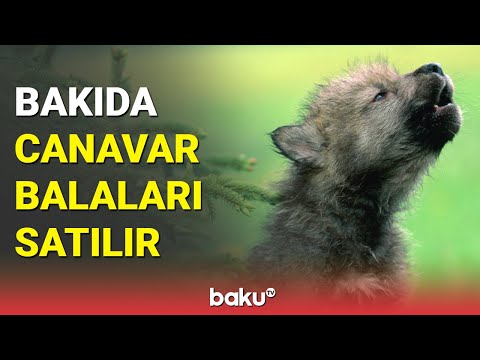 Bakıda canavar balaları satılır - BAKU TV