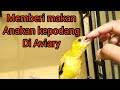 Memberi makan Anakan burung Kepodang di aviary - SS