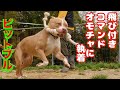 色々改善すべき問題があるピットブル　ポテトくんその後、、、