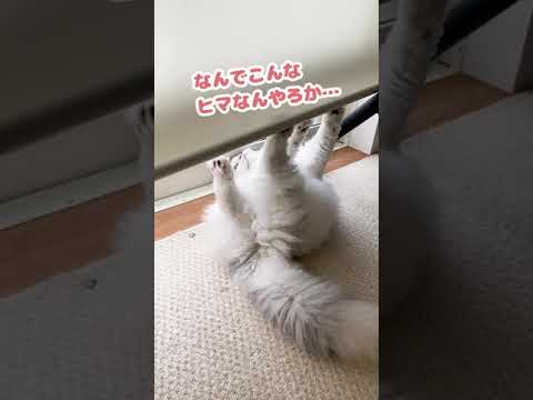 ぼくは師匠ほどオモロないからなぁ…【おしゃべりする猫】 #Shorts