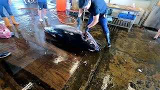528kg Giant Bluefin Tuna with Super Cutting Skills