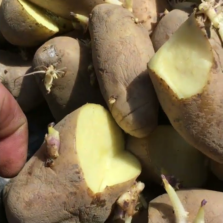 Зачем нужно резать большую картофель пополам перед посадкой #shorts ...