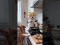 cooking noodles #funny #reels #comedy #cooking #noodles #shorts #viral