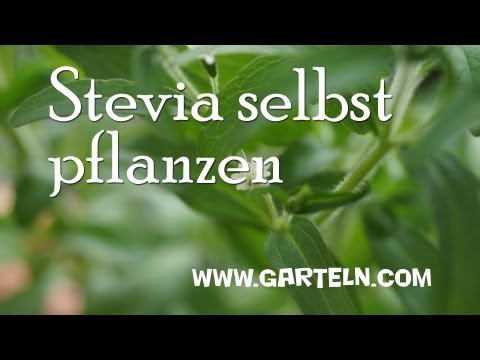 Video: Stevia Winterpflege - Tipps zum Überwintern von Stevia-Pflanzen