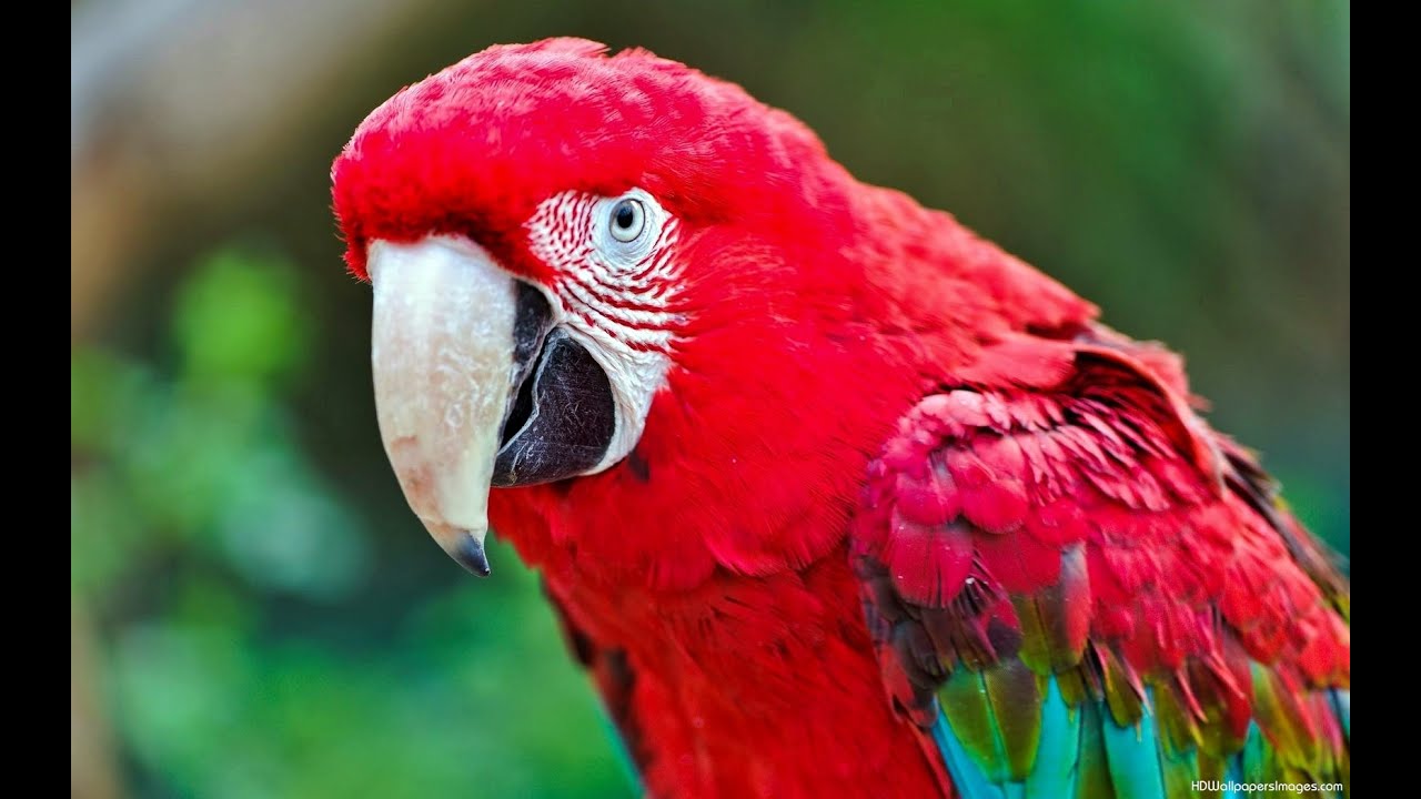 Red Macaw Parrot YouTube