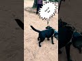 Wicked And Wild REXY No Doggo Has A Chance To Steal From REXY Viralshorts Petlover 