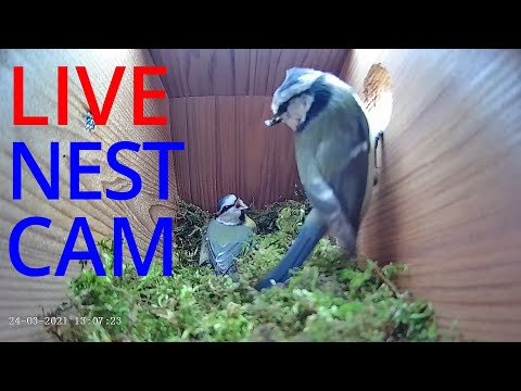 Live Nest Box Camera 2021 with 2 Blue tit chicks - Loughborough, UK Live Stream