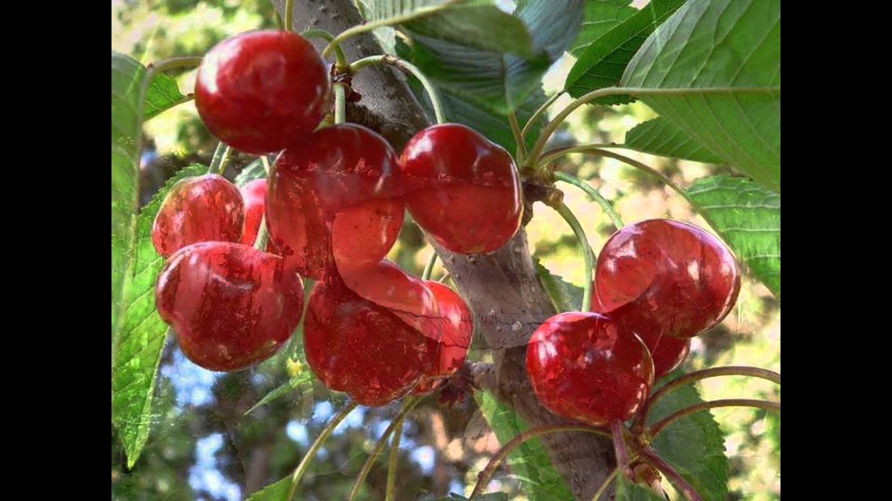 Сорта плодово ягодные культур. Плодовые деревья. Плодово-ягодные культуры. Плодовые кустарники. Черешня красная.