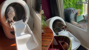 Litter Robot 4 ramp; any good?