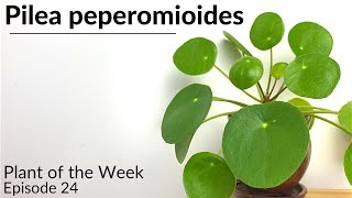 How To Care For Pilea peperomioides | Plant Of The Week Ep. 24