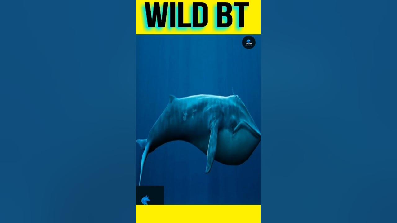 Blue whale brain size - YouTube