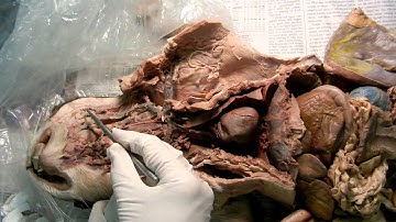 A&P 2 Lab: Cat Dissection - Veins