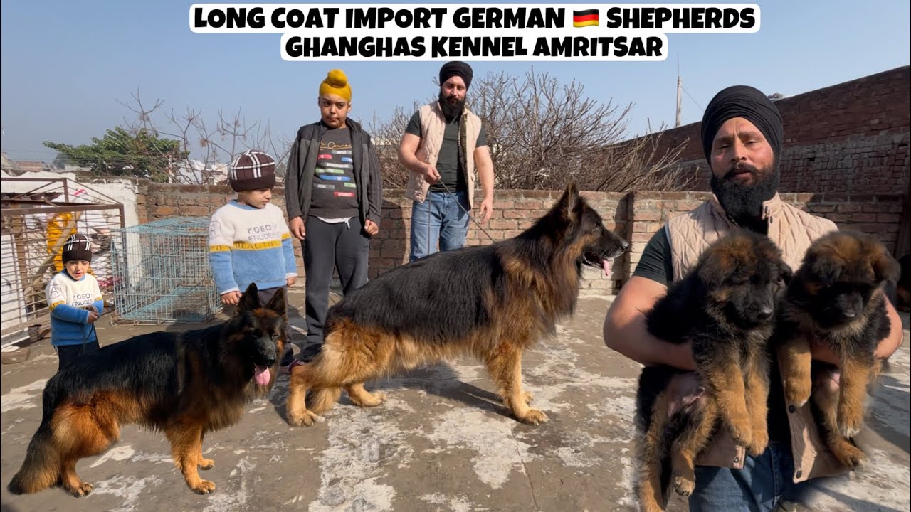 Long Coat German Shepheds 🇩🇪 | Russia 🇷🇺Import’s Dogs Worths Crores 💵