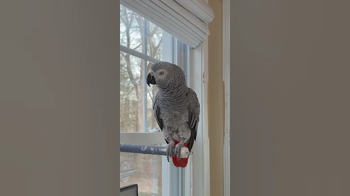 One minute with Symon the Talking Parrot🦜💕 #funnyparrot #nonstoptalkingparrot #birds #birds #pets
