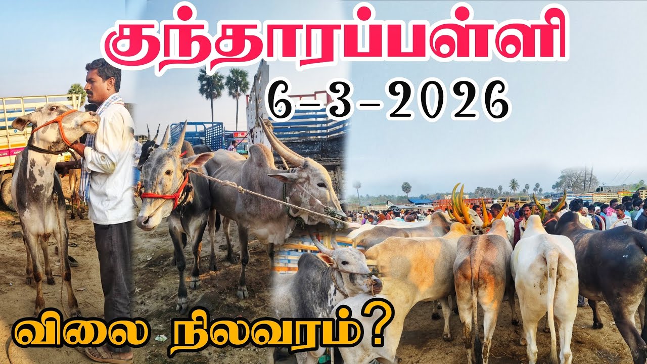 6-3-2026 கிருஷ்ணகிரி மாவட்டம் குந்தாரப்பள்ளி மாட்டு சந்தை விலை நிலவரம் #tn24_sakthi_vlogs 