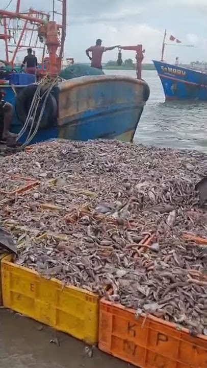fishing kerala #fishing #fisherman #neendakara #kerala #shorts #youtubeshorts