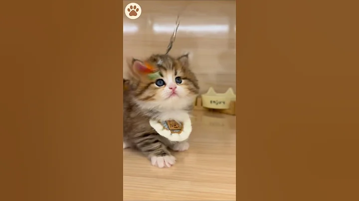 Video 11437061: cat compilation adorable kittens, kitten cat pets adorable, cat kitten funny compilation, cat kitten baby pets, cat kitten funnycats, cats cute pets compilation, funny cat reaction compilation, cute kittens playing