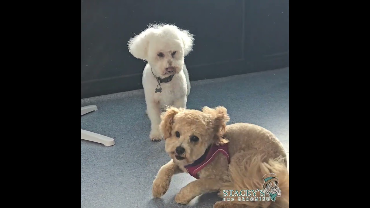 RANDOM - Dogs playing with Dogs at the grooming salon  