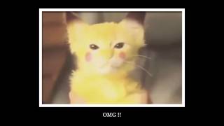 Omg Cat Pikachu