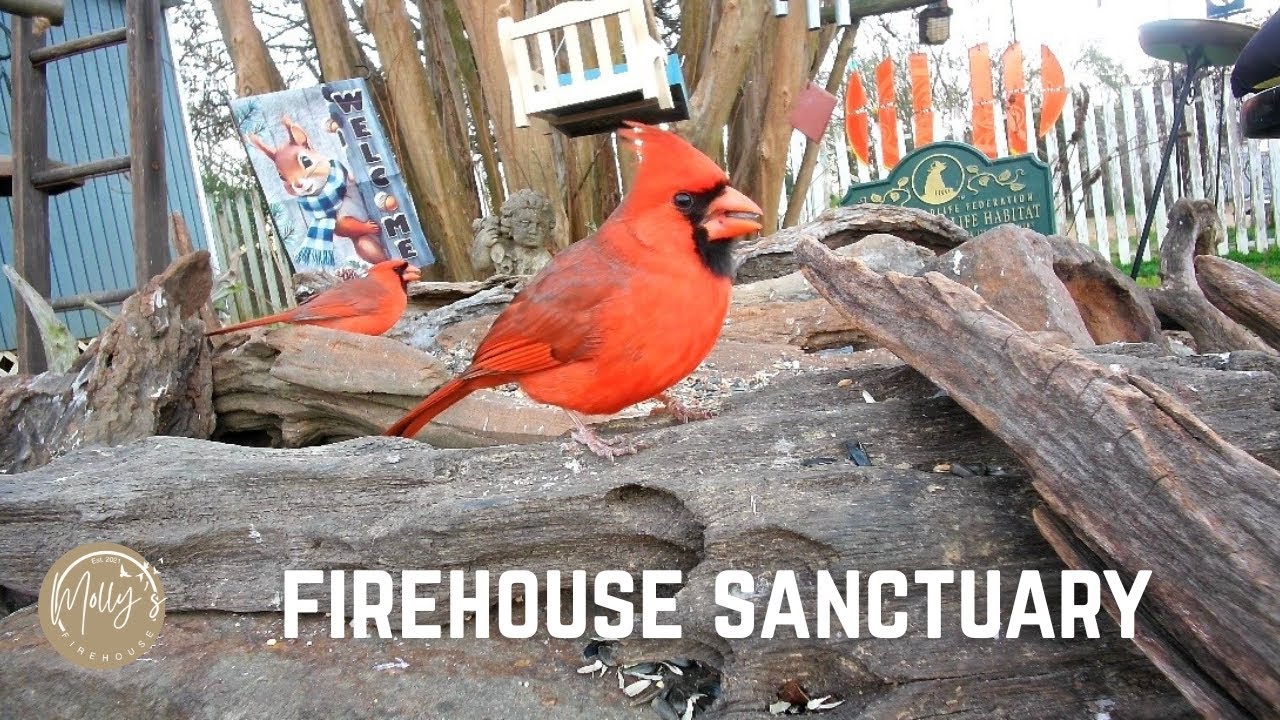 🔴 LIVE: The KING CARDINAL is HERE! Don't Miss Today's Unbelievable Bird Garden Cam Action 👑🐦