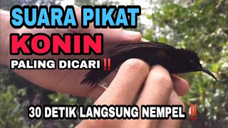 SUARA PIKAT KONIN RIBUT PALING AMPUH‼️