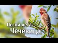 Чечевица. Песни лета.