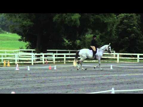 Mr. Houdini- USDF 2015 Intro Test A