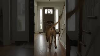 guys can you believe that 🐕 can open the door #christianmusic #worshipmusic #worshipset