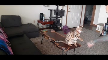 High five & fist bump🤜🤛