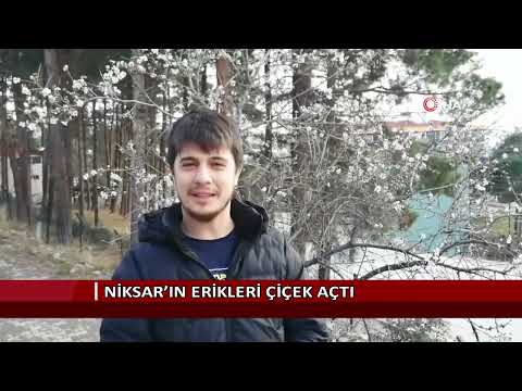 Niksar’ın erikleri çiçek açtı