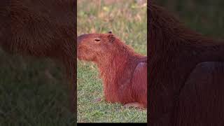 Capybara