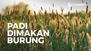 Ceramah Singkat - Padi Dimakan Burung - Ustadz Abdullah Zaen, Lc., M.A.