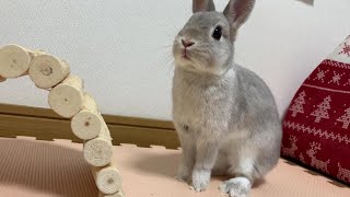 Reactions from Bunny 'Popo' when he was scolded !