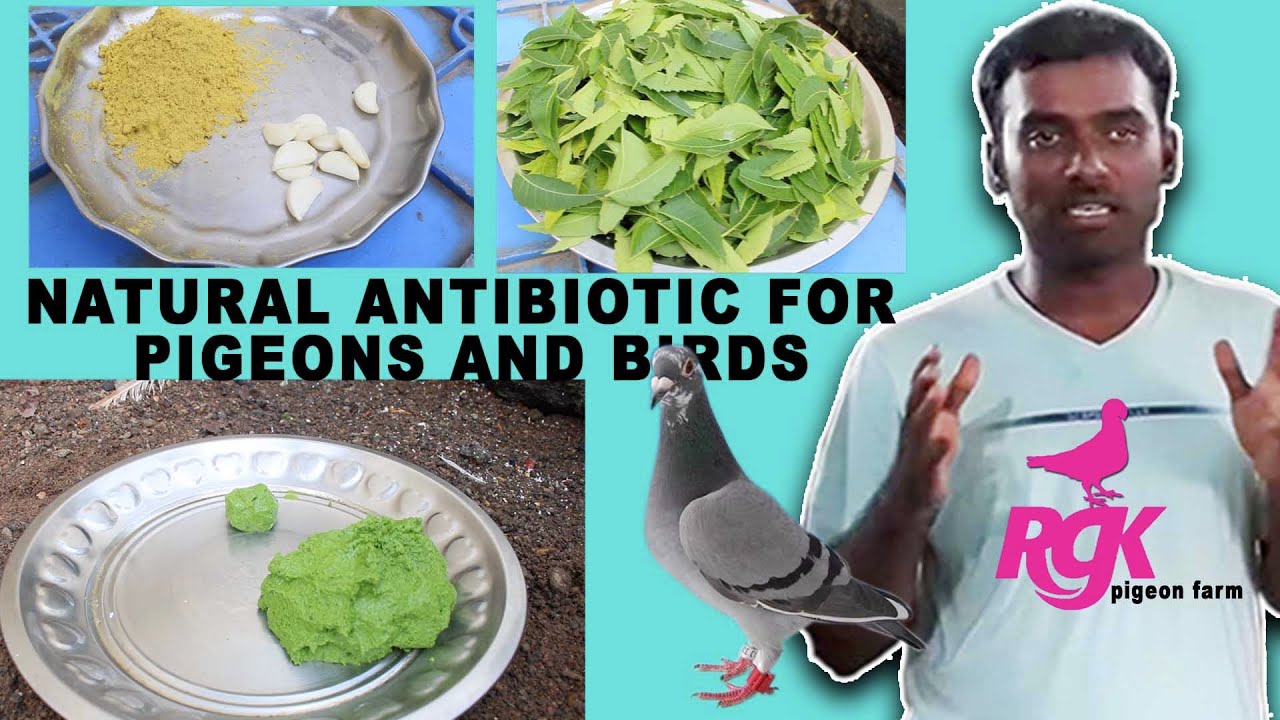 NATURAL ANTIBIOTIC FOR PIGEONS AND BIRDS YouTube