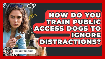 How Do You Train Public Access Dogs To Ignore Distractions? - Obedient Dog Guide