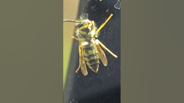 no a clear video but still pretty cool to watch.