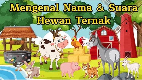 Belajar Mengenal Nama & Suara Hewan Ternak | Bahasa Indonesia & Bahasa Inggris