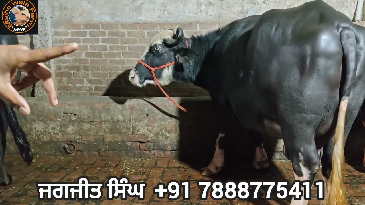 2 ਨੀਲੀਰਾਵੀ ਅਤੇ 3 ਮੁਹਰਾ ਨਸਲ ਦੀਆਂ ਮੱਝਾਂ ਵਿਕਾਊ।📸👉