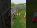 Brave Dog Saves Baby from Snake! 🐶⚡😱#HeroDog #CaughtOnCamera  #DogSavesBaby#ViralRescue