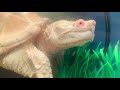 Albino Snapping Turtle