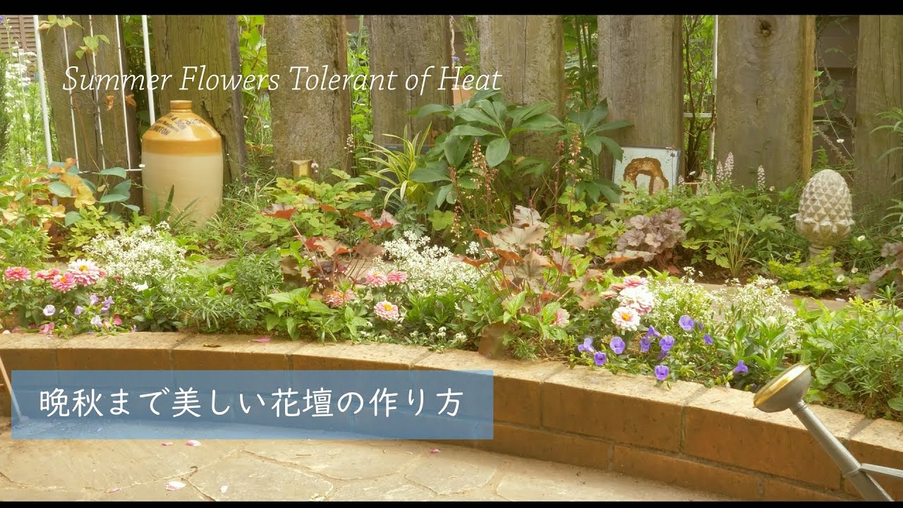 Рекомендуется летом цветок, устойчивый к жаре. Оформление летних клумб.　