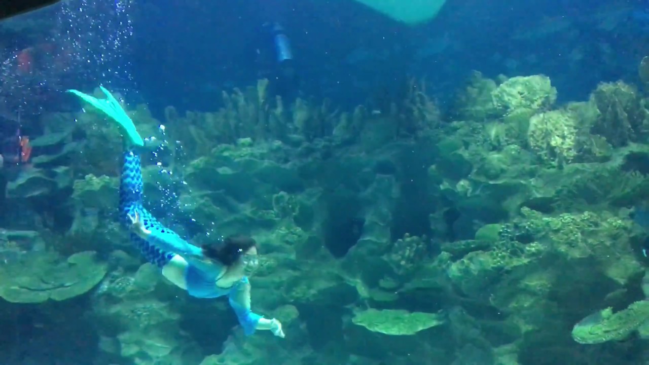 Graceful mermaids at Aquaria KLCC YouTube