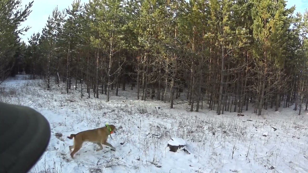 Шикарная охота на зайца в зимнем лесу с русской гончей Альтой. Сезон 2025-2026 №240