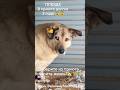 ПЛЮША 3 года в приюте#собака#собакадругчеловека #помогаемнайтидом#вдобрыеруки